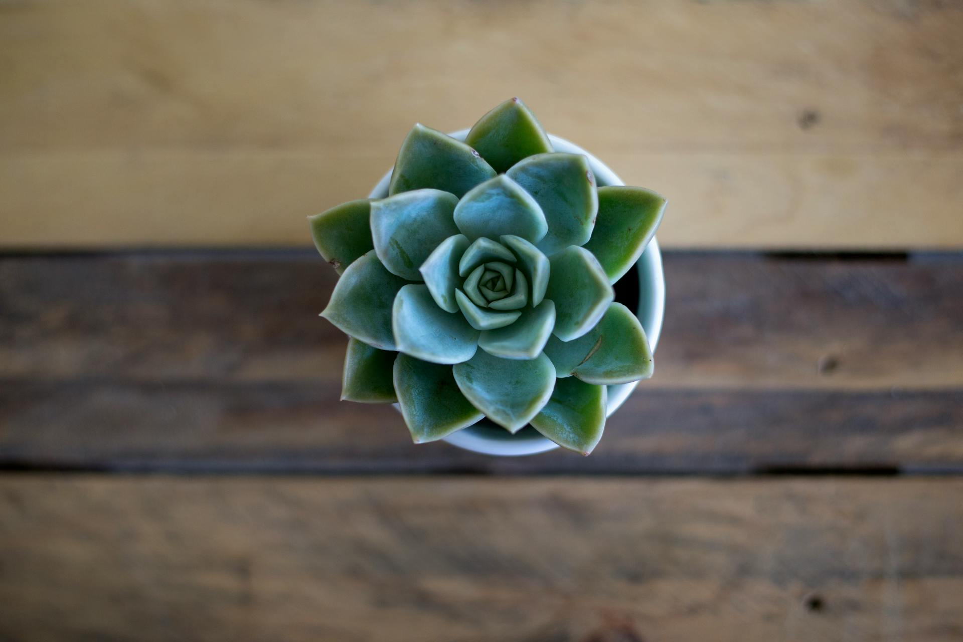 A green succulent plant | Source: Pexels