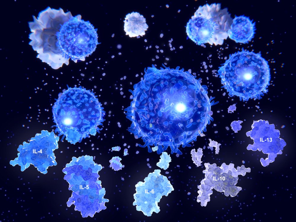 Células T segregan citocinas tras ser activadas por antígenos. || Fuente. Shutterstock
