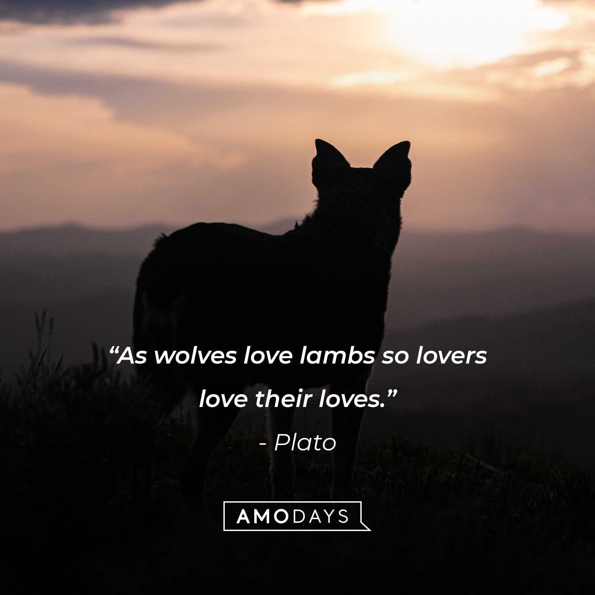  Plato's quote" “As wolves love lambs so lovers love their loves.” | Image: AmoDays