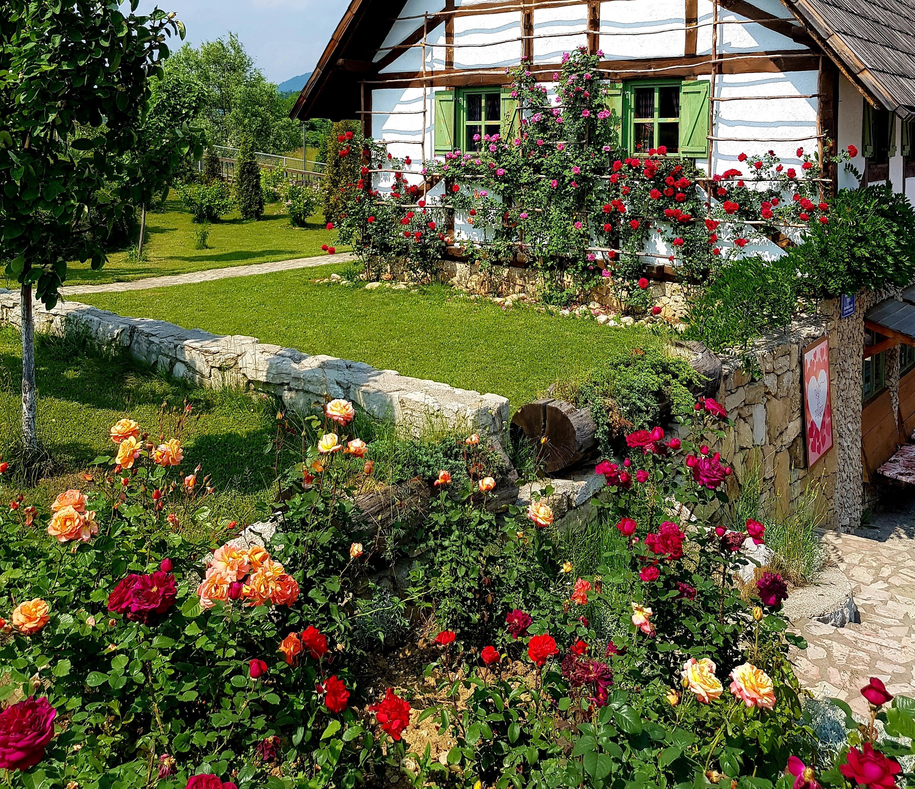 The exquisite rose plants in Agatha's garden were visible across the neighborhood. | Source: Unsplash