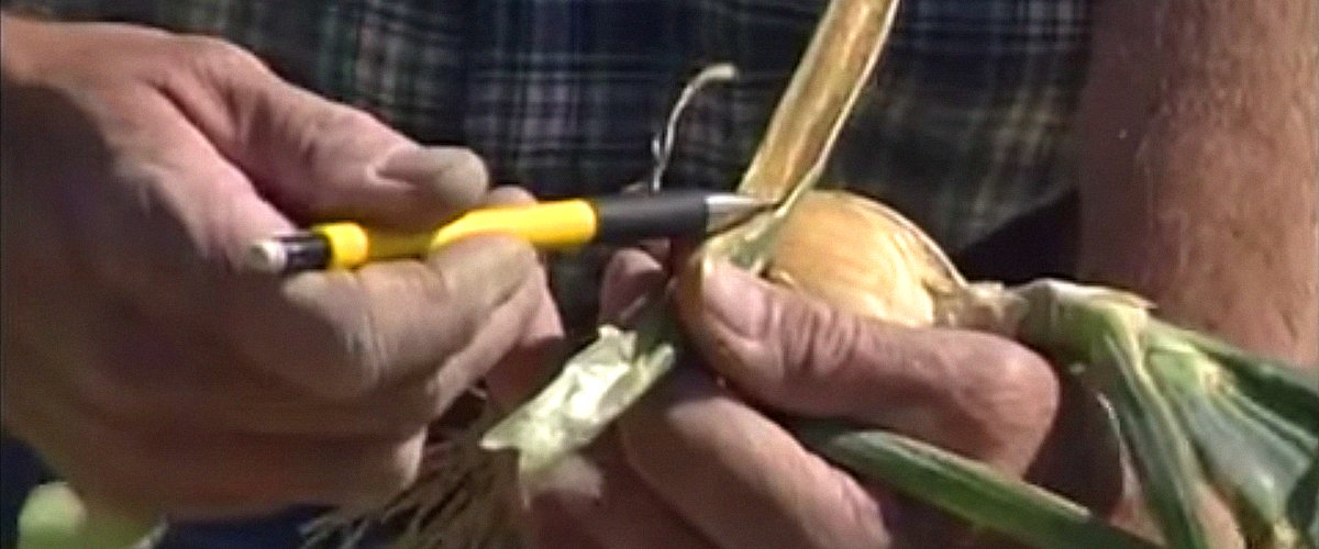 youtube.com/CSUExtension