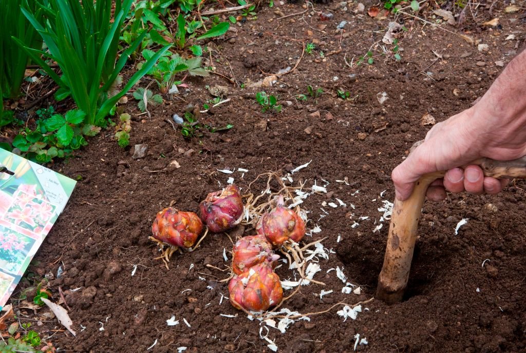 Lilienzwiebeln mit einem Pflanzbohrer in ein geeignetes Loch pflanzen | Quelle: Getty Images