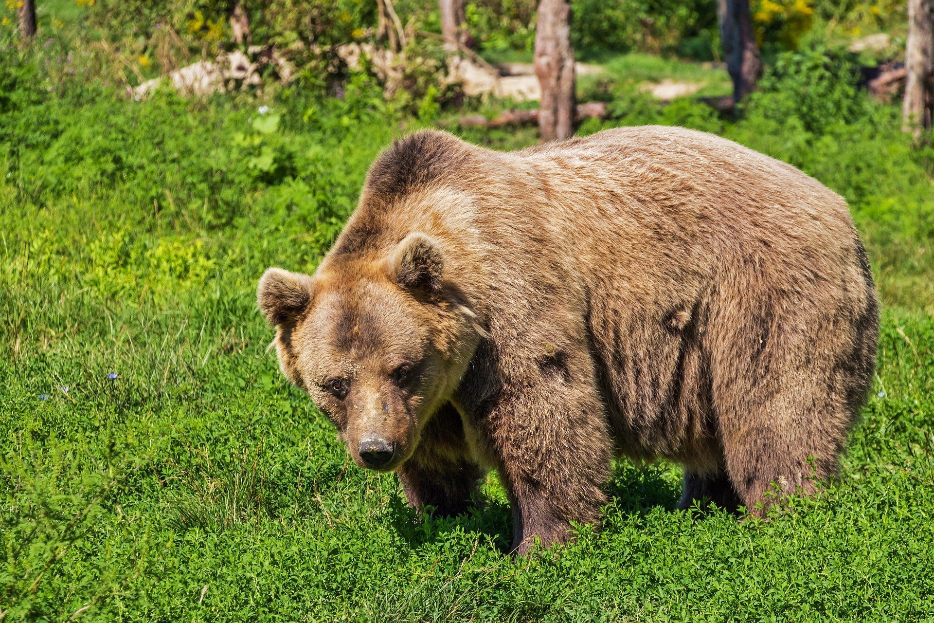Grizzly bear out in the wild. | Source: Pixabay