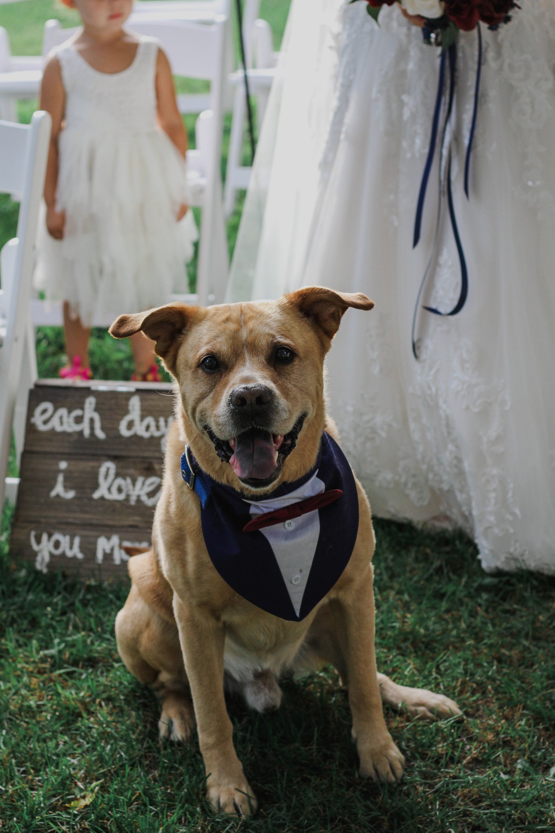 A dog at a wedding | Source: Pexels