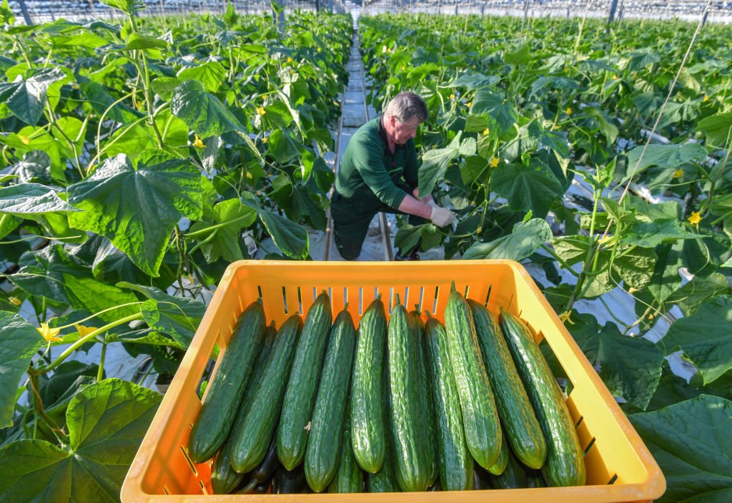 Fontana Gartenbau GmbH produces not only spring flowering plants, but above all tomatoes and cucumbers as well as bedding and balcony plants. | Photo: Getty Images