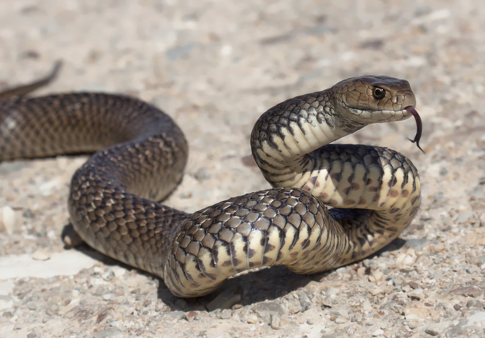 Serpiente reptando en el suelo. | Foto: Shutterstock