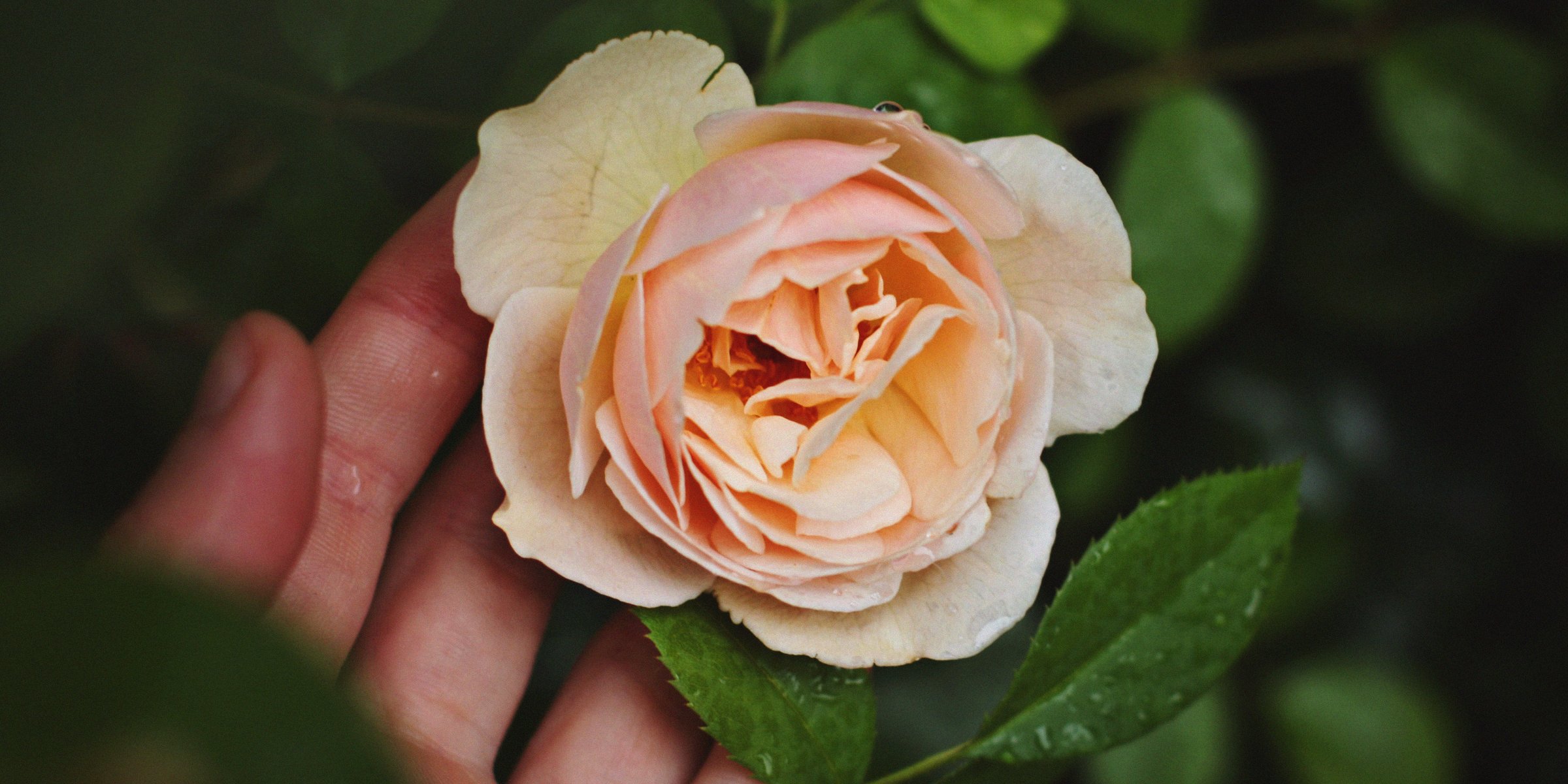 A hand holding a pink rose  |  Source:  Unsplash