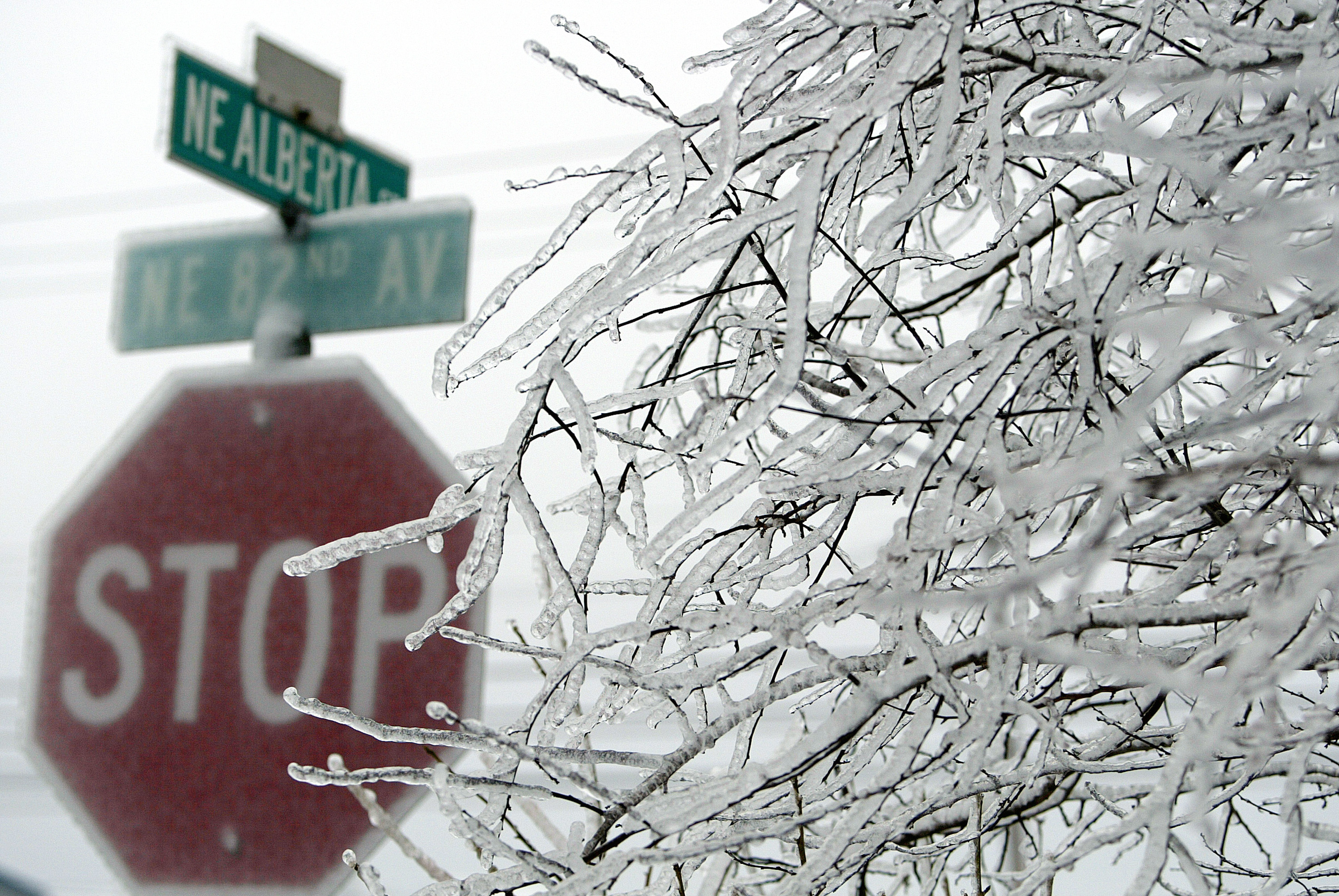 Thick ice covers trees and street signs | Source: Getty Images