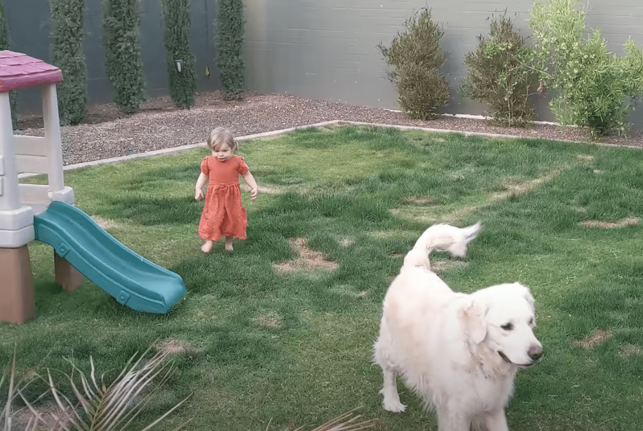 Baby Chloe and her family's golden retriever. | Source: youtube.com/Cheese Pups
