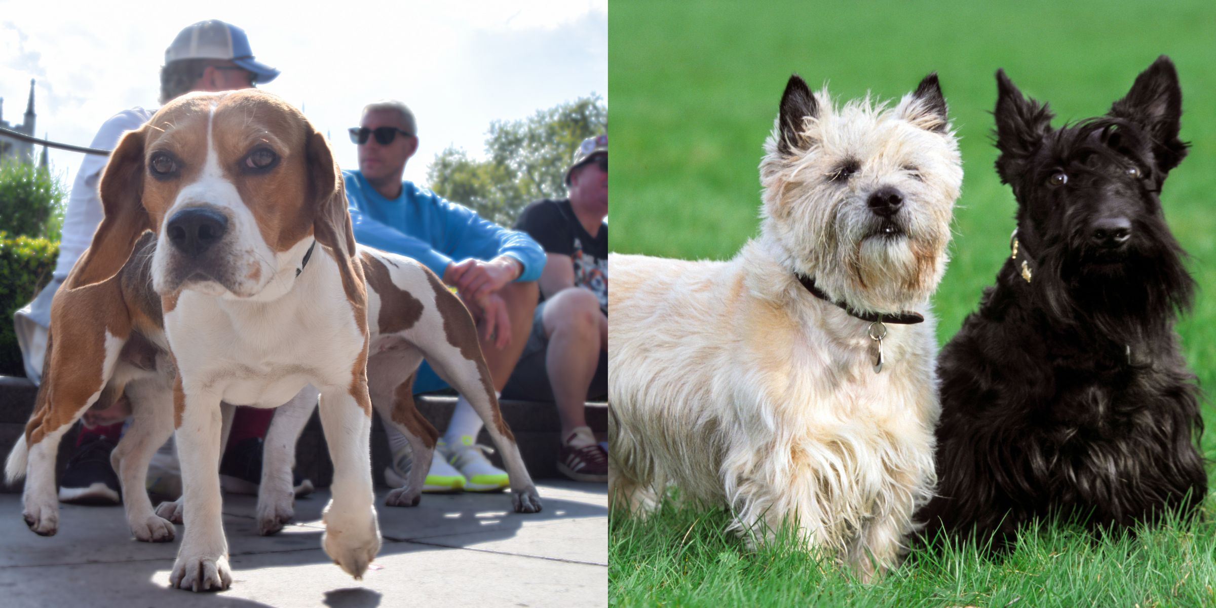 A beagle | A white Cairn Terrier and a black Scottish Terrier | Source: Getty Images