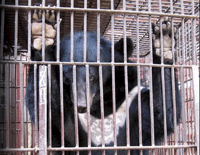 source: facebook/Animals Asia source: facebook/Animals Asia
