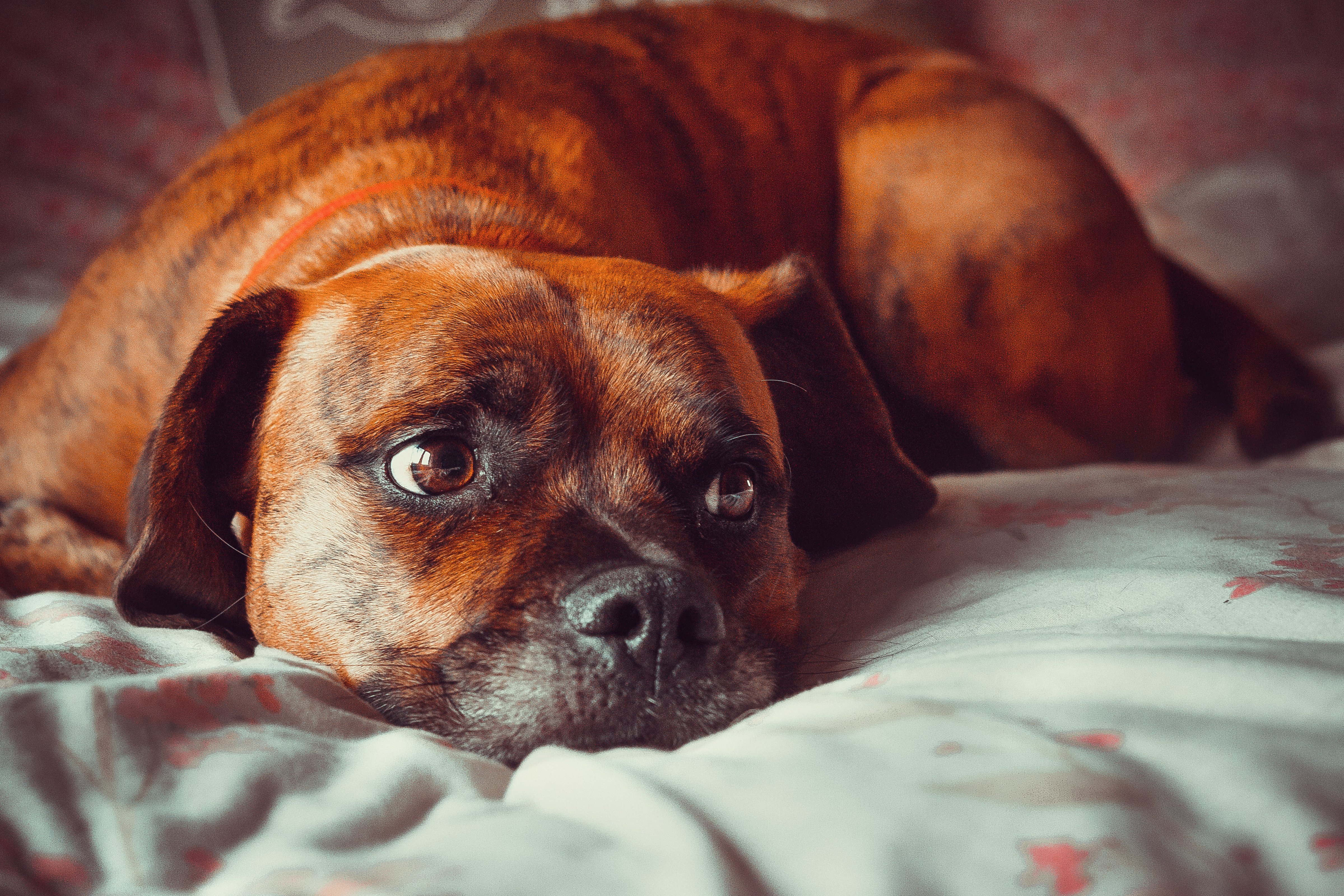 A dog looks sad while lying on a bed. | Photo: Shutterstock