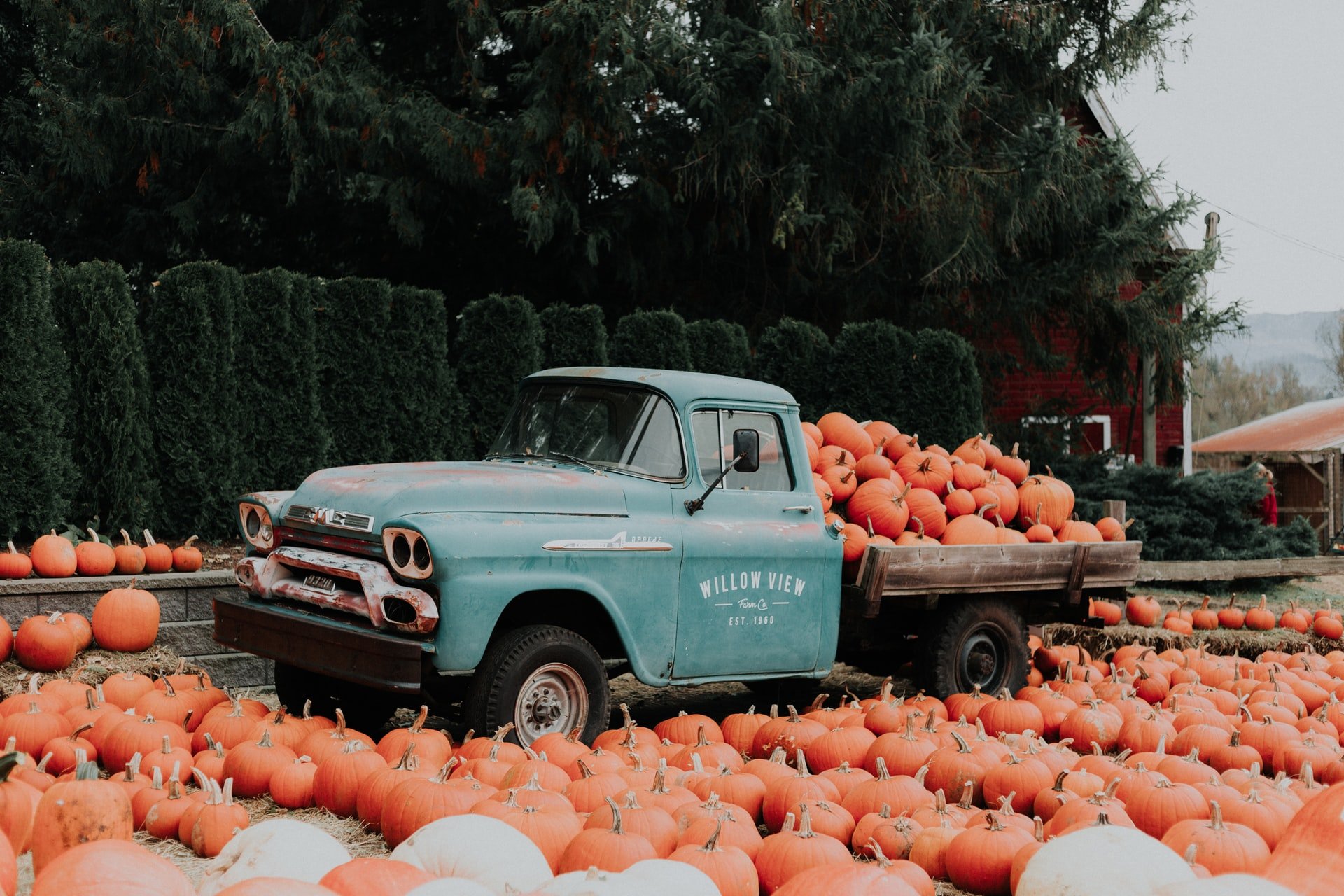 She decided to pick the freshly harvested pumpkins | Source: Unsplash