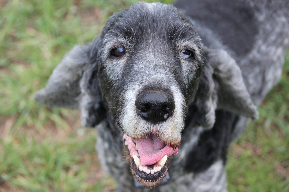 Perro anciano.| Imagen: Pixabay
