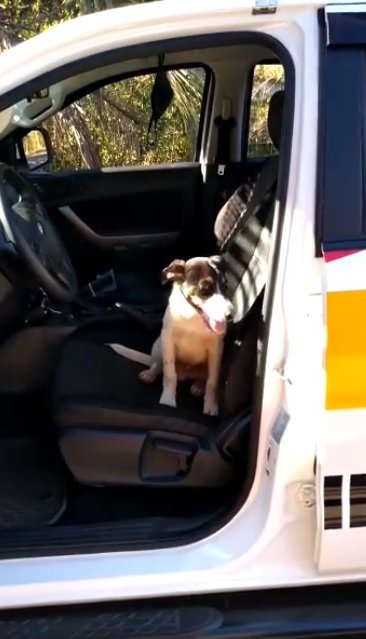 Hund im Polizeiauto | Quelle: Facebook/Polícia Militar Rodoviária de Santa Catarina