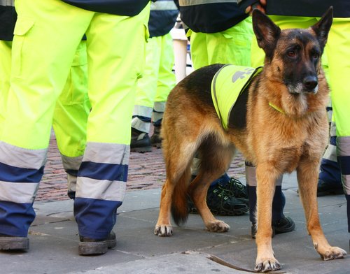 Un maître-chien qui fait une recherche | Photo : Shutterstock