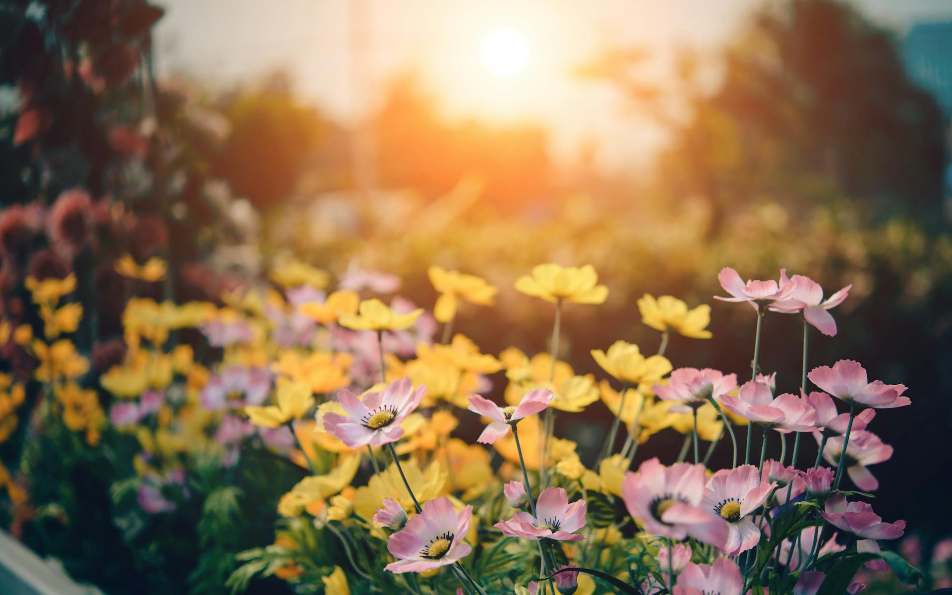 A close-up shot of flowers in a garden | Source: Pexels