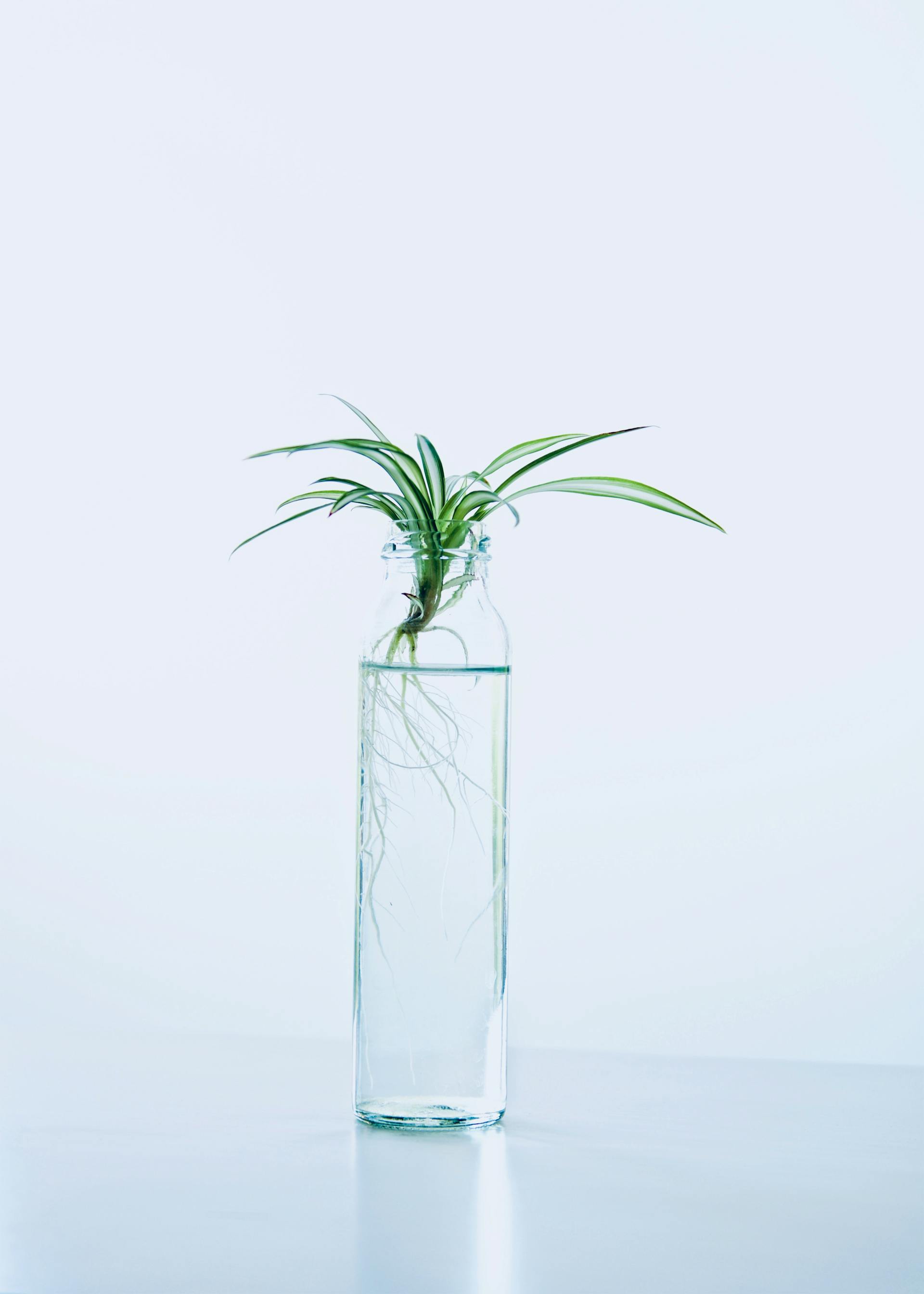 A green plant in a glass bottle with water | Source: Pexels
