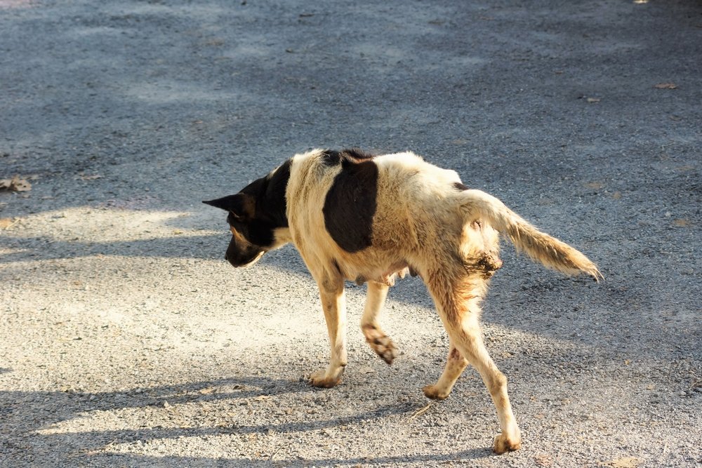 Perro callejero. | Foto: Shutterstock