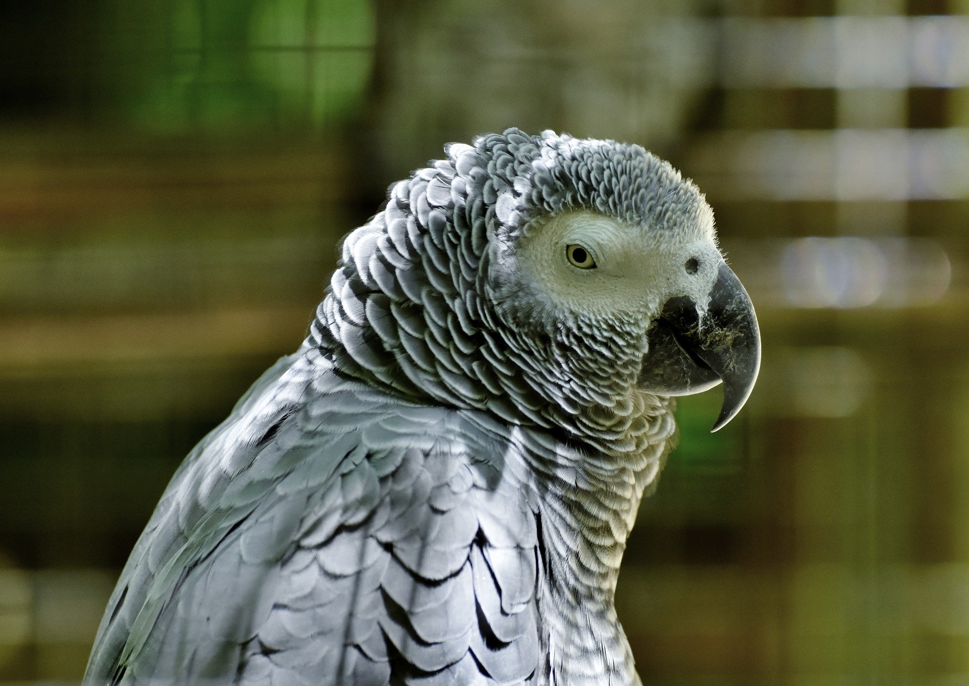 A close-up picture of an African Grey parrot. | Source: Pixabay.