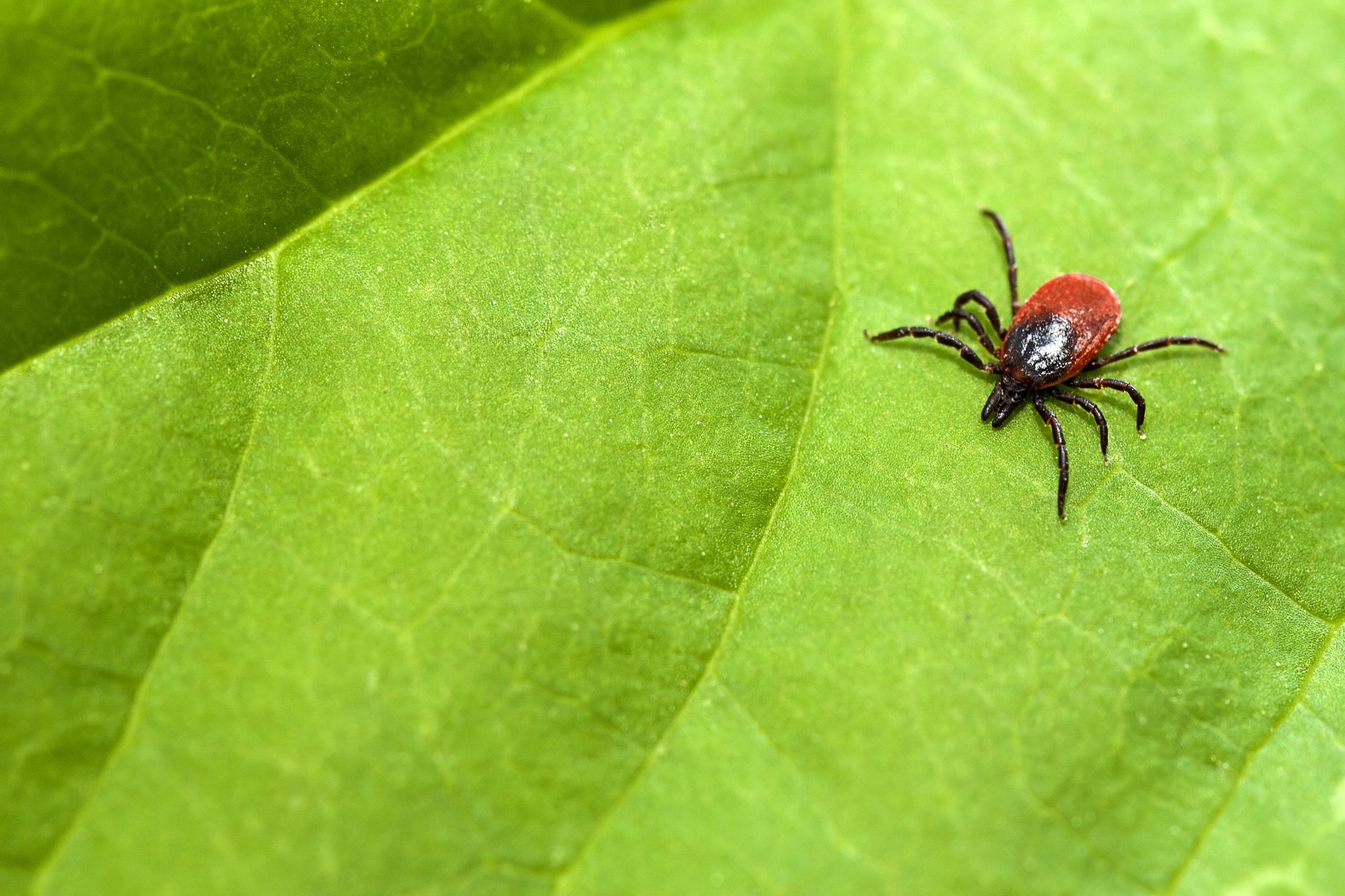 Tick on a green leaf | Photo: Shutterstock