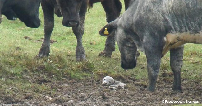 Man finds unusual 'calf' among herd of cows in a pasture and snaps a viral picture