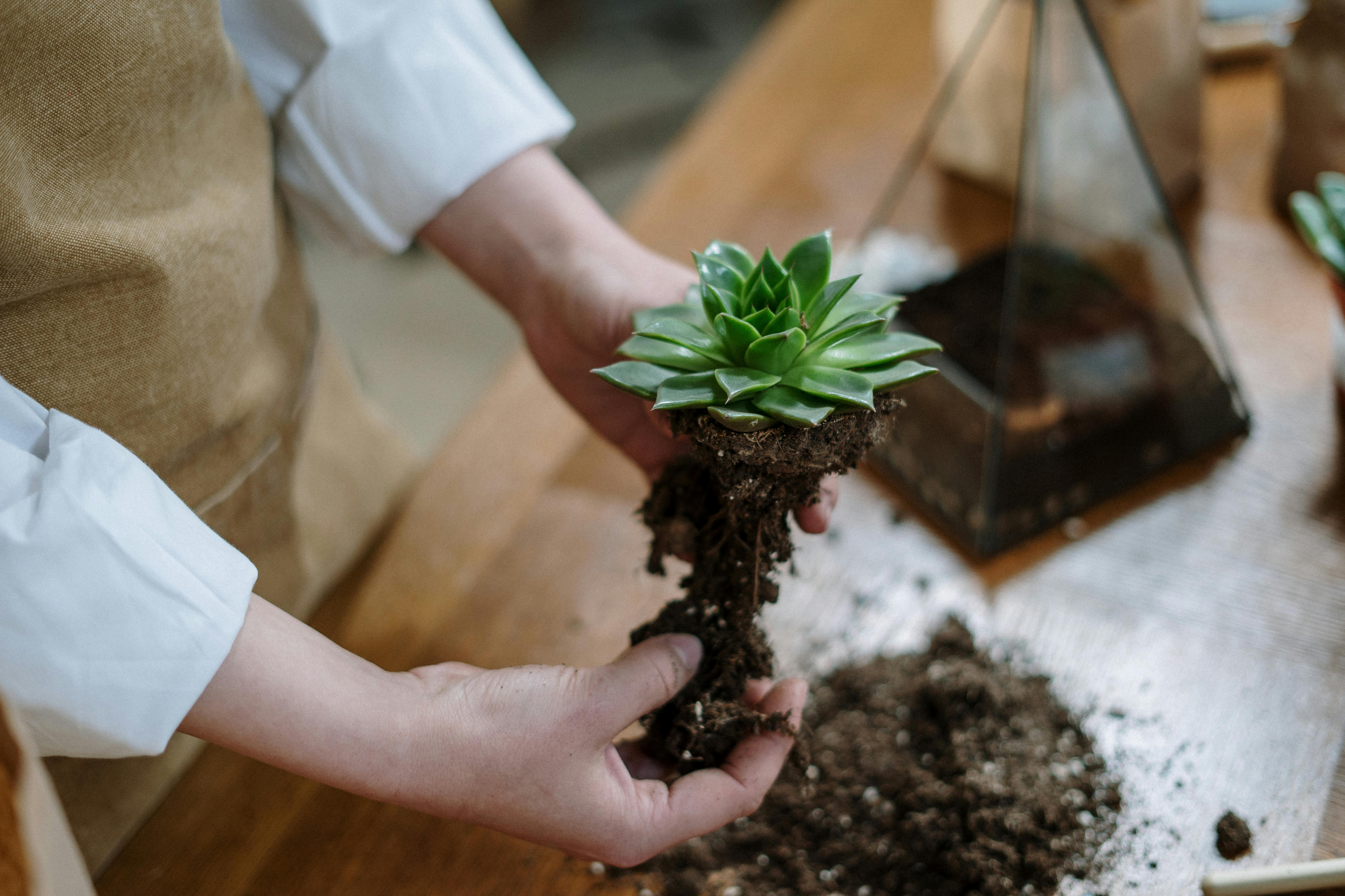 A woman tending to her plant | Source: Pexels