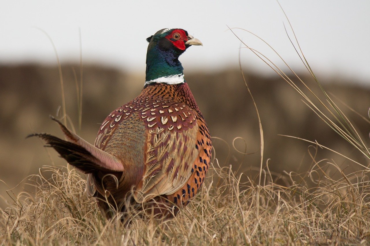 A pheasant in a field | Source: Pixabay