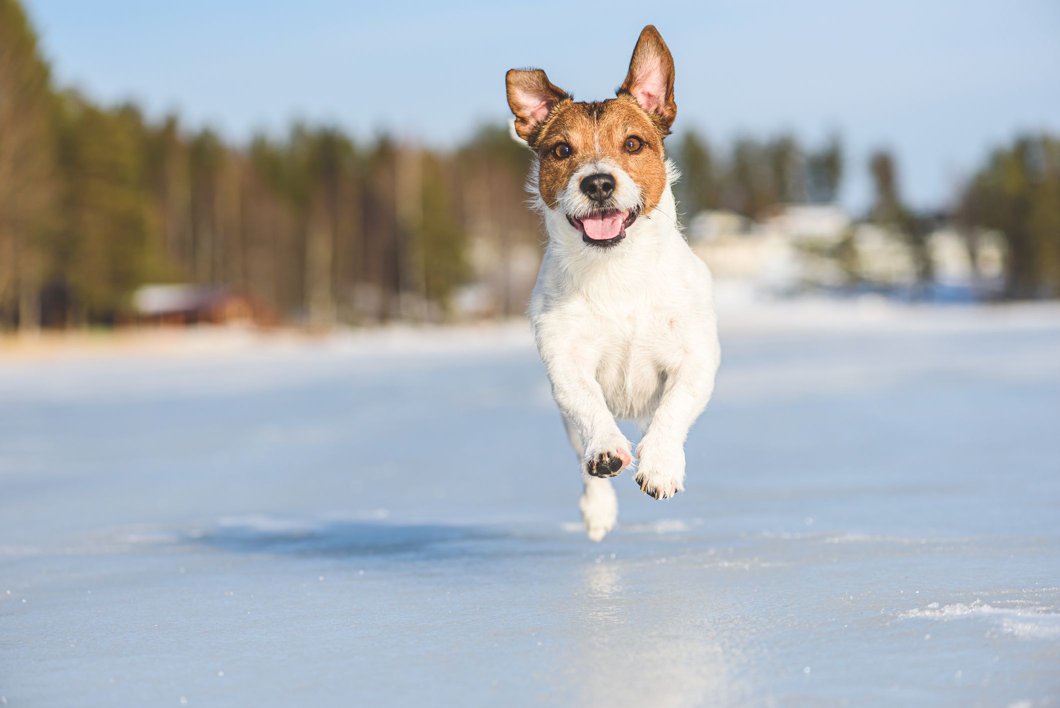 Glücklicher und ebullient Hund spielen und laufen auf Eis des gefrorenen Sees an schönen sonnigen Wintertag. | Foto: Stock-Fotografie via Getty Images