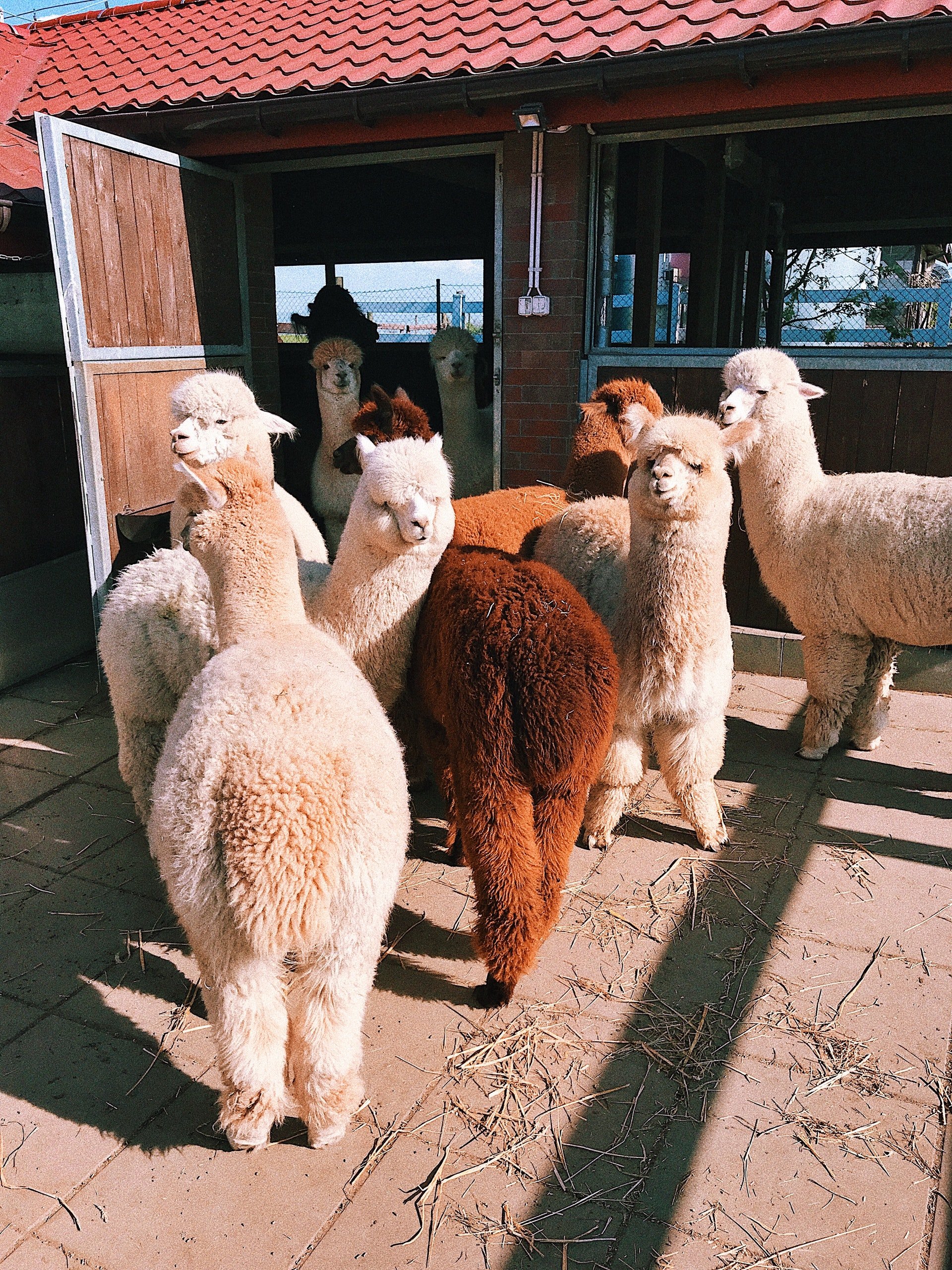 Grupo de alpacas en un establo. | Foto: Pexels