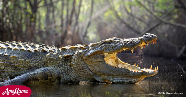 Nearly 300 crocodiles slaughtered to avenge the death of a villager