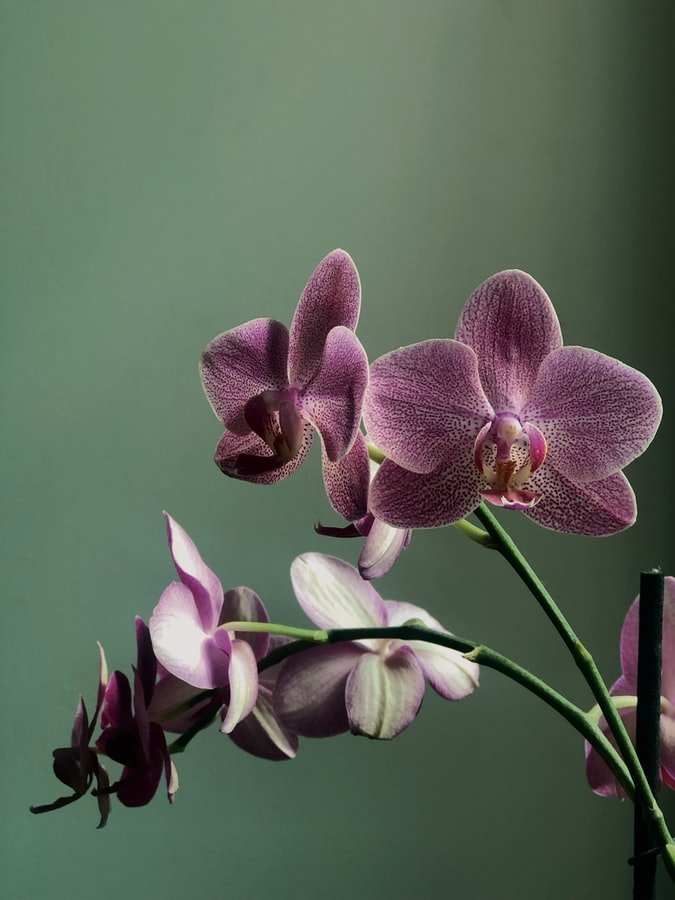 Une orchidée. l Source : Unsplash