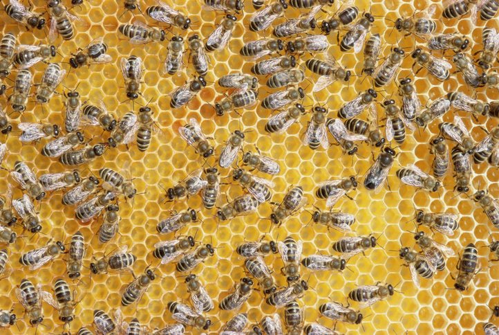 Honey bees on honeycomb  | Photo: Getty Images
