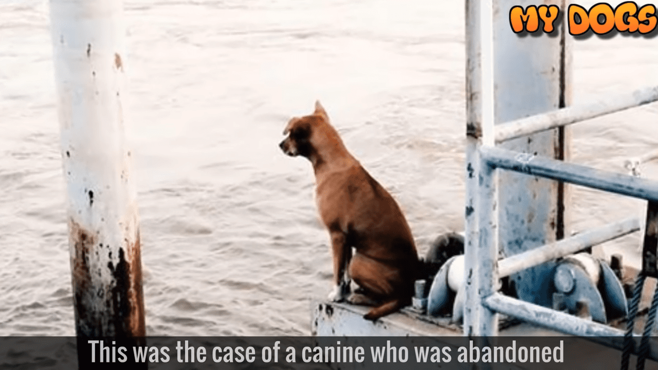Perrita abandonada│Imagen tomada de: YouTube / My Dogs Perrita abandonada│Imagen tomada de: YouTube / My Dogs