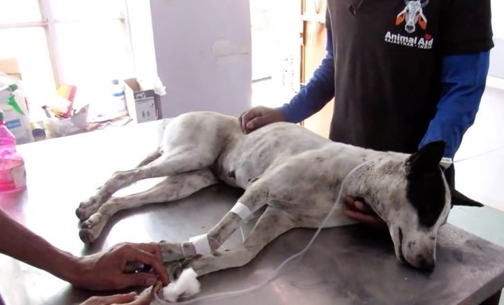 Source: Youtube/Animal Aid Unlimited, India
