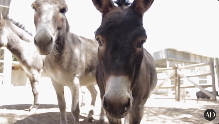 Patrick Dempsey's donkeys in his former Malibu home from a video dated October 29, 2014 | Source: youtube.com/@Archdigest