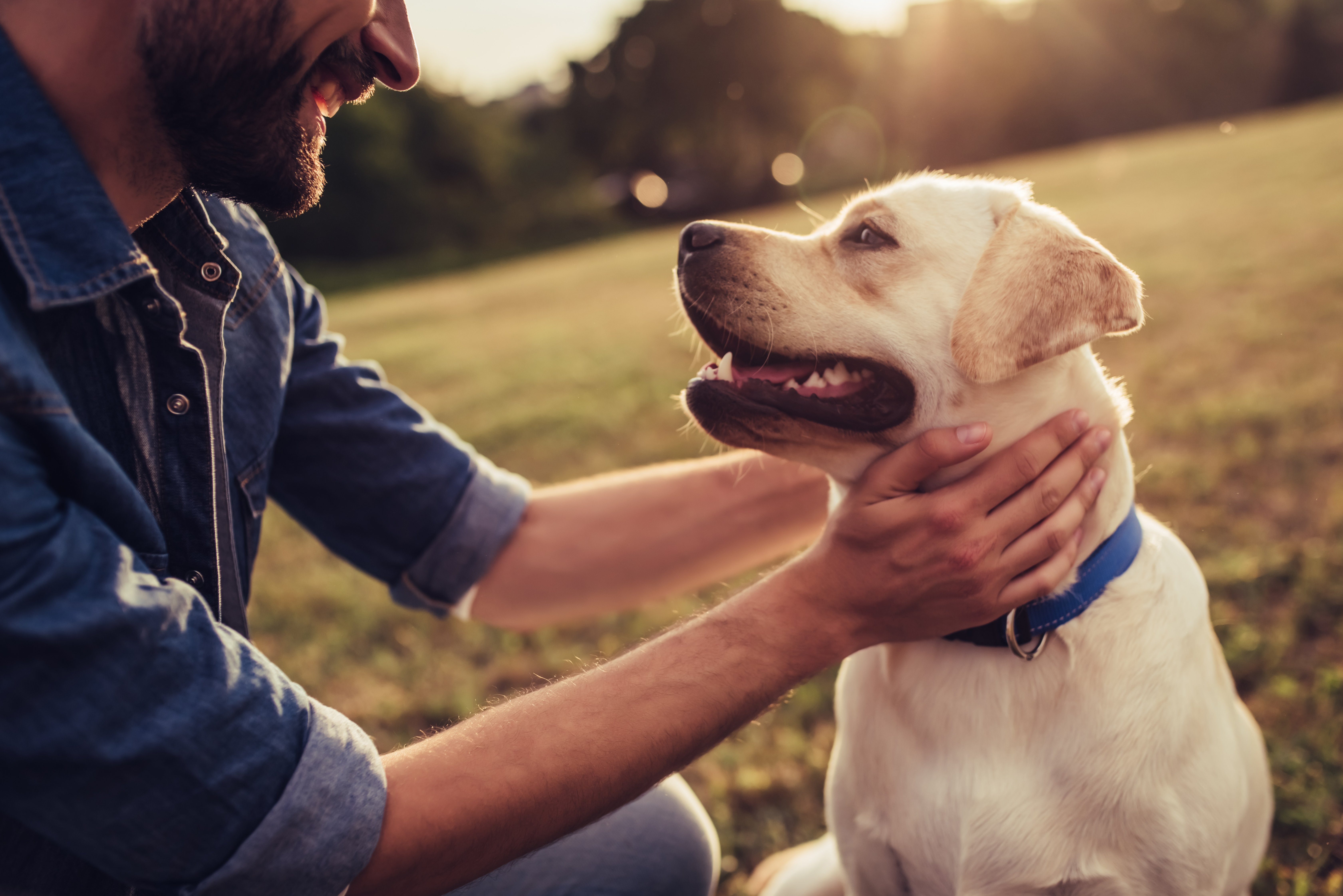 Beschnittenes Bild des schönen jungen Mannes mit Labrador im Freien | Quelle: Shutterstock