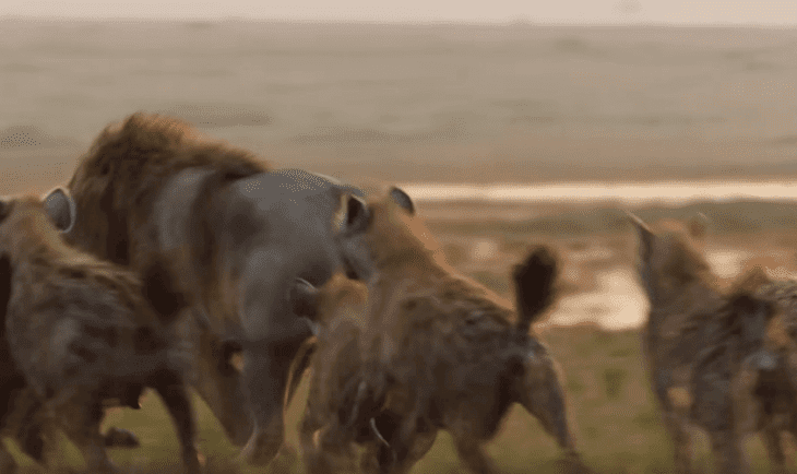 Quelle: YouTube/BBC Earth