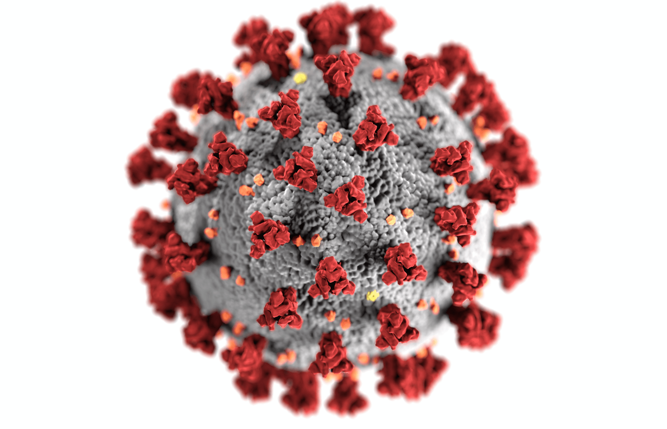 Microscopic illustration of the corona virus. | Source: Pexels