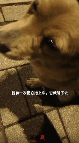 The dog's eyes welled up | Source: douyin.com / 潇湘晨报