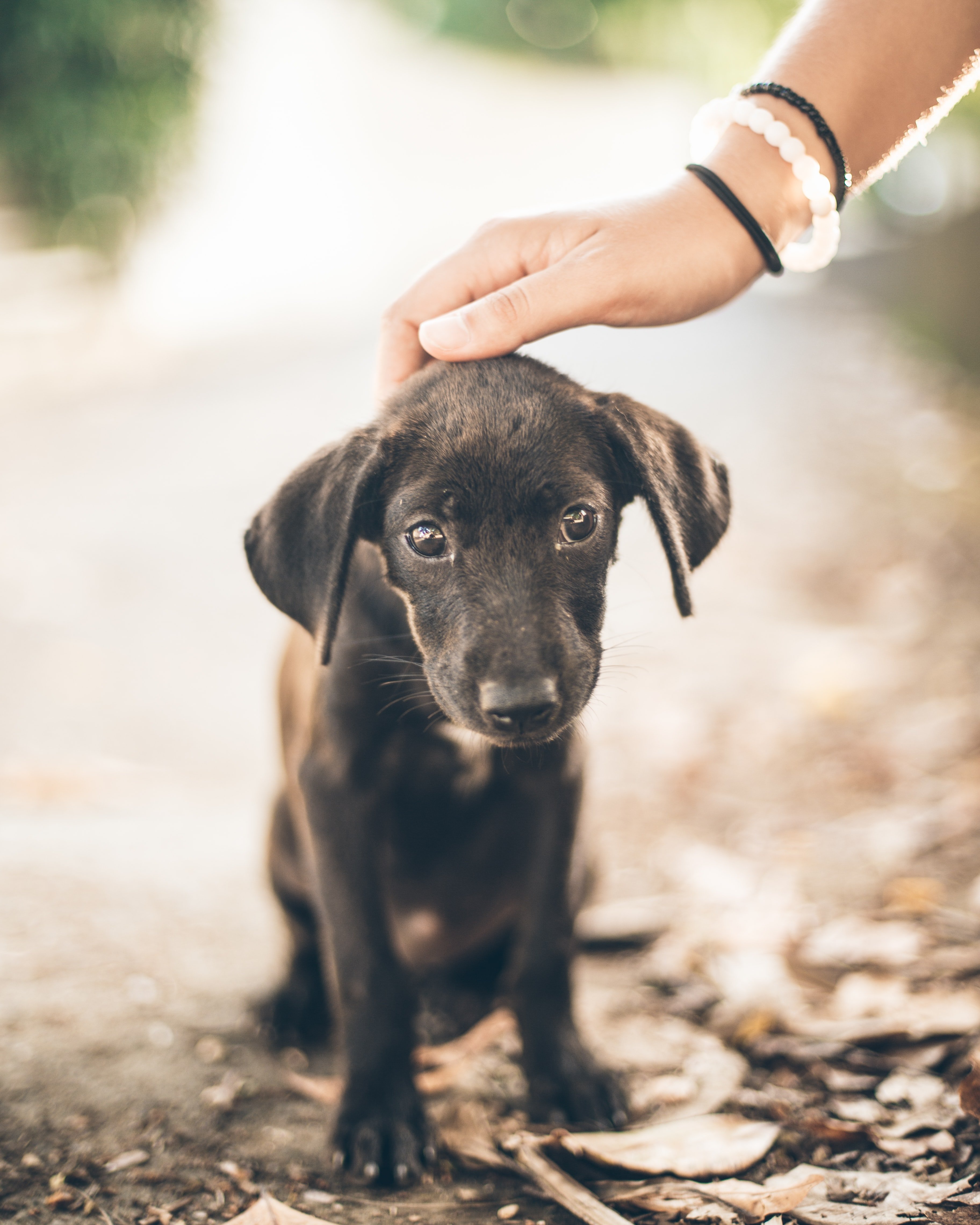 A person pats a dog on the head. | Source: Unsplash