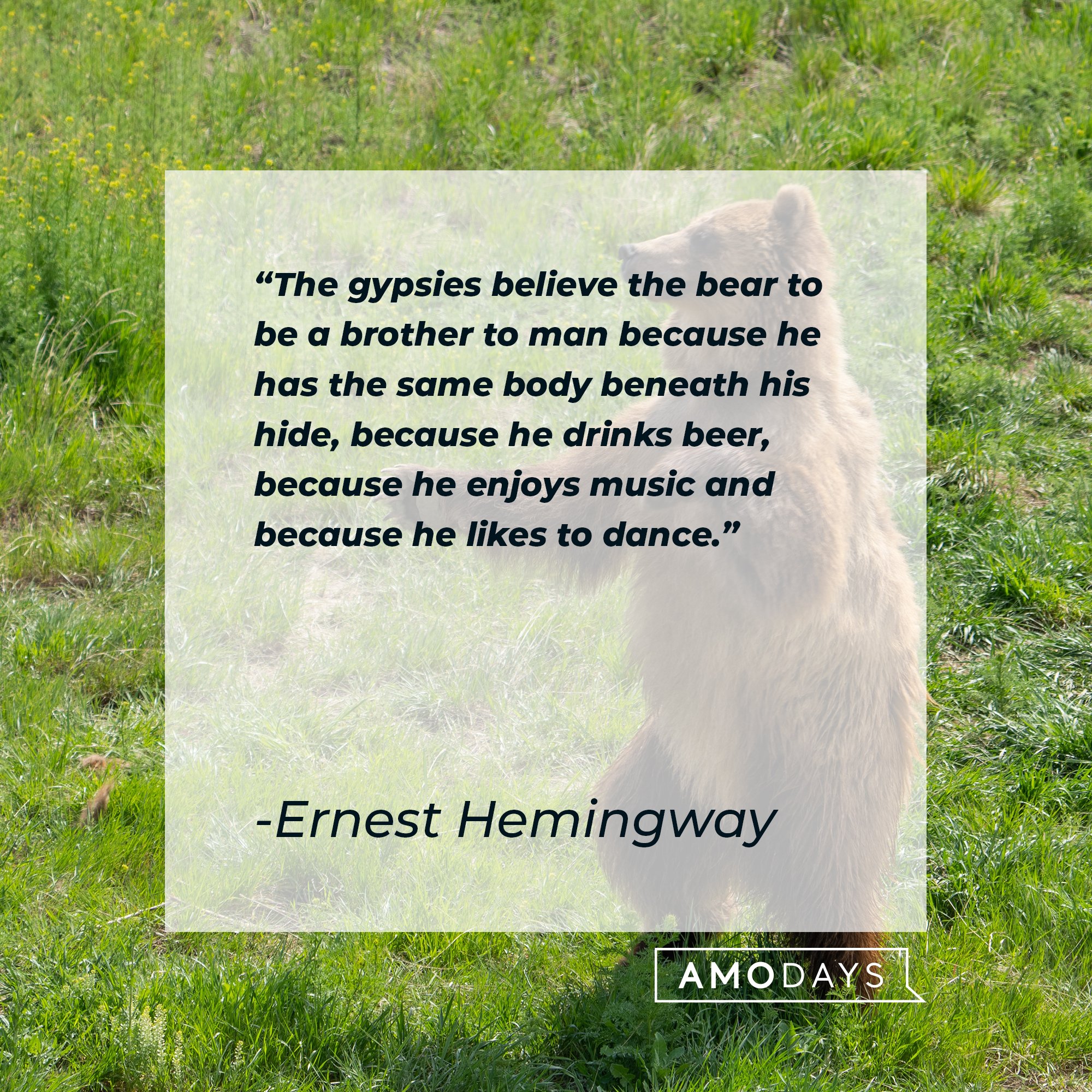 Ernest Hemingway’s quote: "The gypsies believe the bear to be a brother to man because he has the same body beneath his hide, because he drinks beer, because he enjoys music and because he likes to dance." | Image: AmoDays