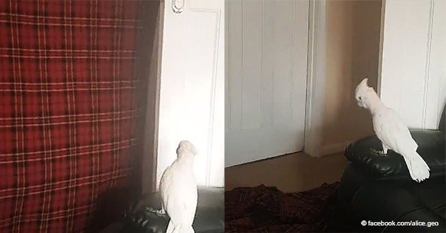 Cockatoo performs hilarious reaction on his owner's "disappearance"	