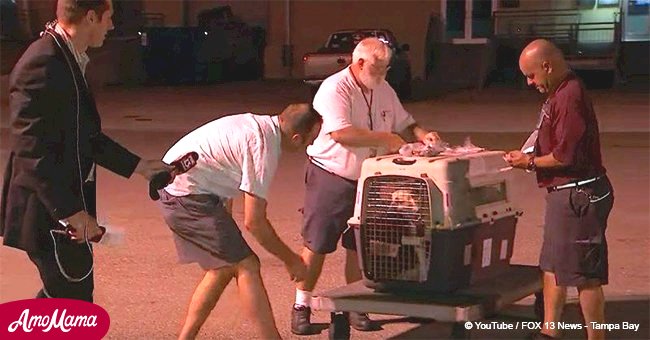 Soldier is afraid the pet he adopted in Iraq won't remember him until he opens her cage