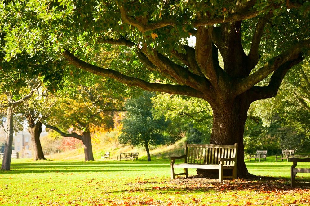 An empty park full of trees. | Source: Shutterstock