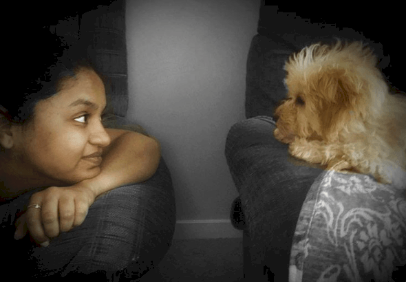 Image credit: Instagram/joey.the.shihpoo Image credit: Instagram/joey.the.shihpoo