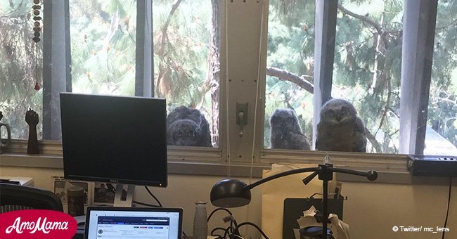 Owls born outside an office window keep staring at people while they work