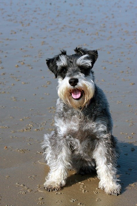 Schnauzer sentado sobre la arena húmeda posando frente a la cámara. | Foto: Pixabay