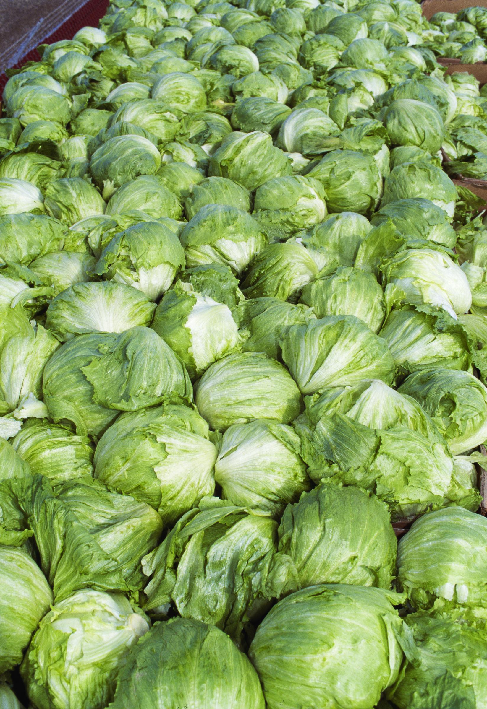 Investigators have identified shredded iceberg lettuce as a potential source of the outbreak, though officials have not reached a final conclusion. Michigan authorities have advised consumers to buy whole heads of lettuce, discard the outer leaves, and wash the rest under running water. | Source: Getty Images