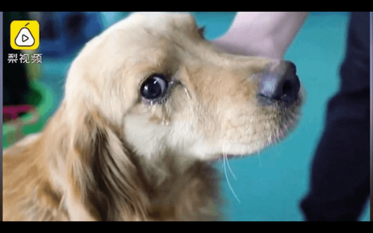 Ein Hund weint emotional, als er bemerkt, dass er nicht umgebracht und